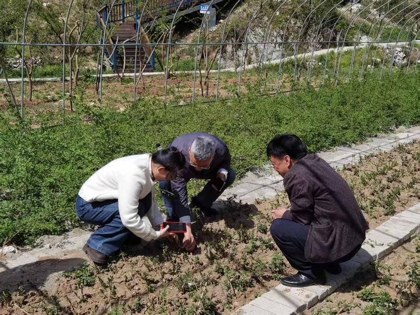 宫廷御方遇上连翘：这款本草漱口水“借翘新生”.docx