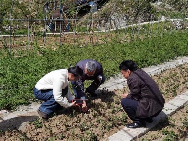 湖北医药学院产学研融合助推中药材高值化利用